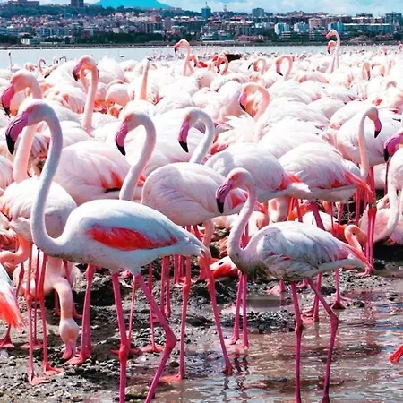Gala Sardinia Konukevi Cagliari